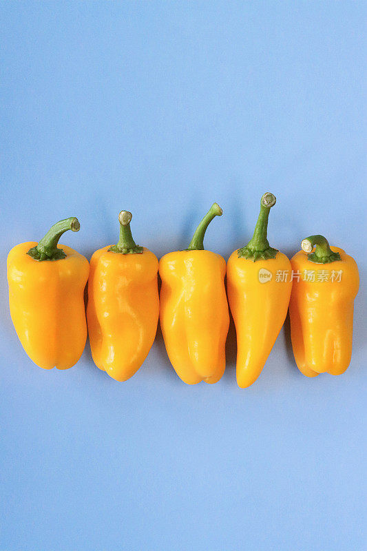 一排黄色迷你辣椒(Capsicum annuum)的特写图像，蓝色背景，高架视图，复制空间